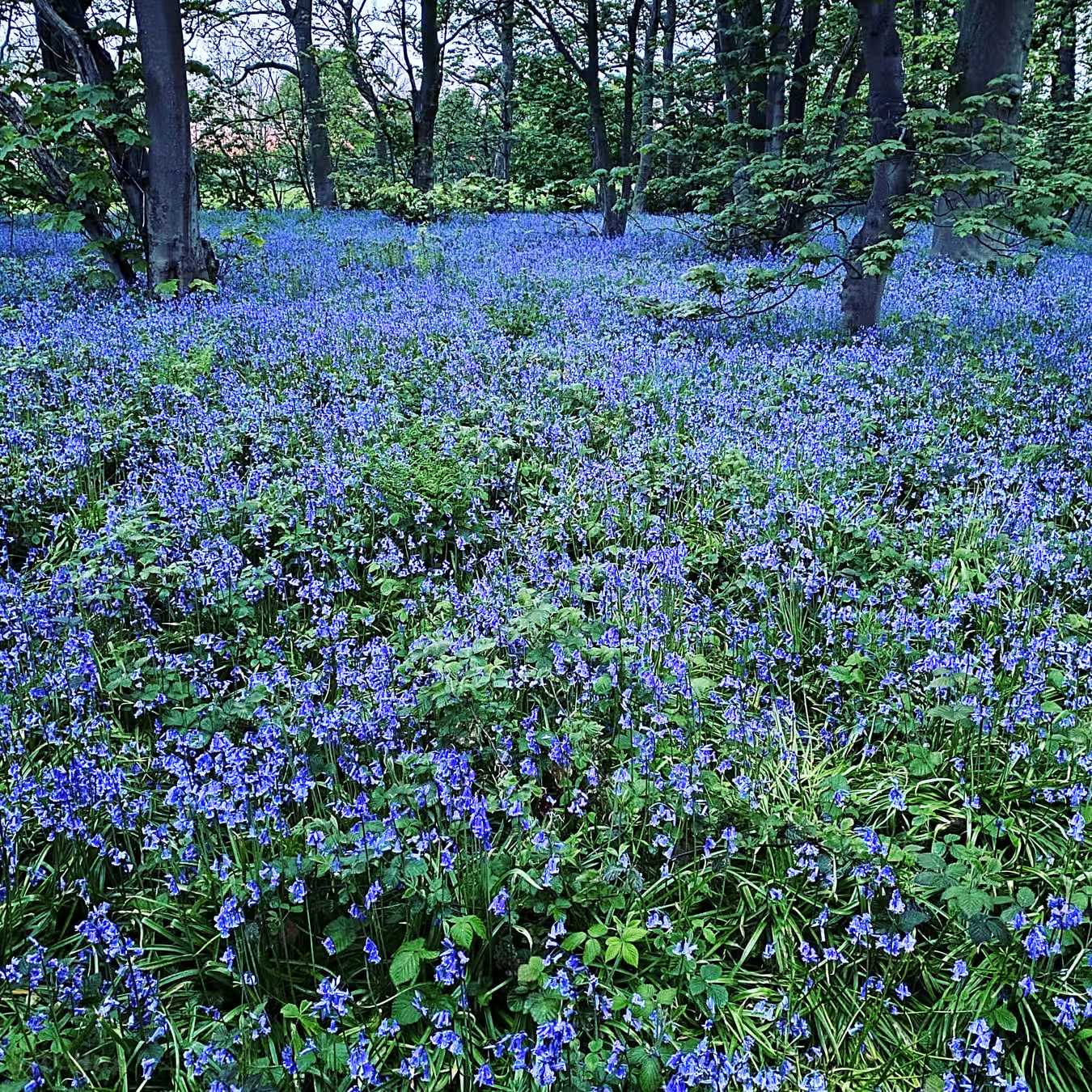 Peaceful bluebell woodland walk full of birds, just minutes from the coast at Ashton Hall Caravan and camping site in Lancashire
