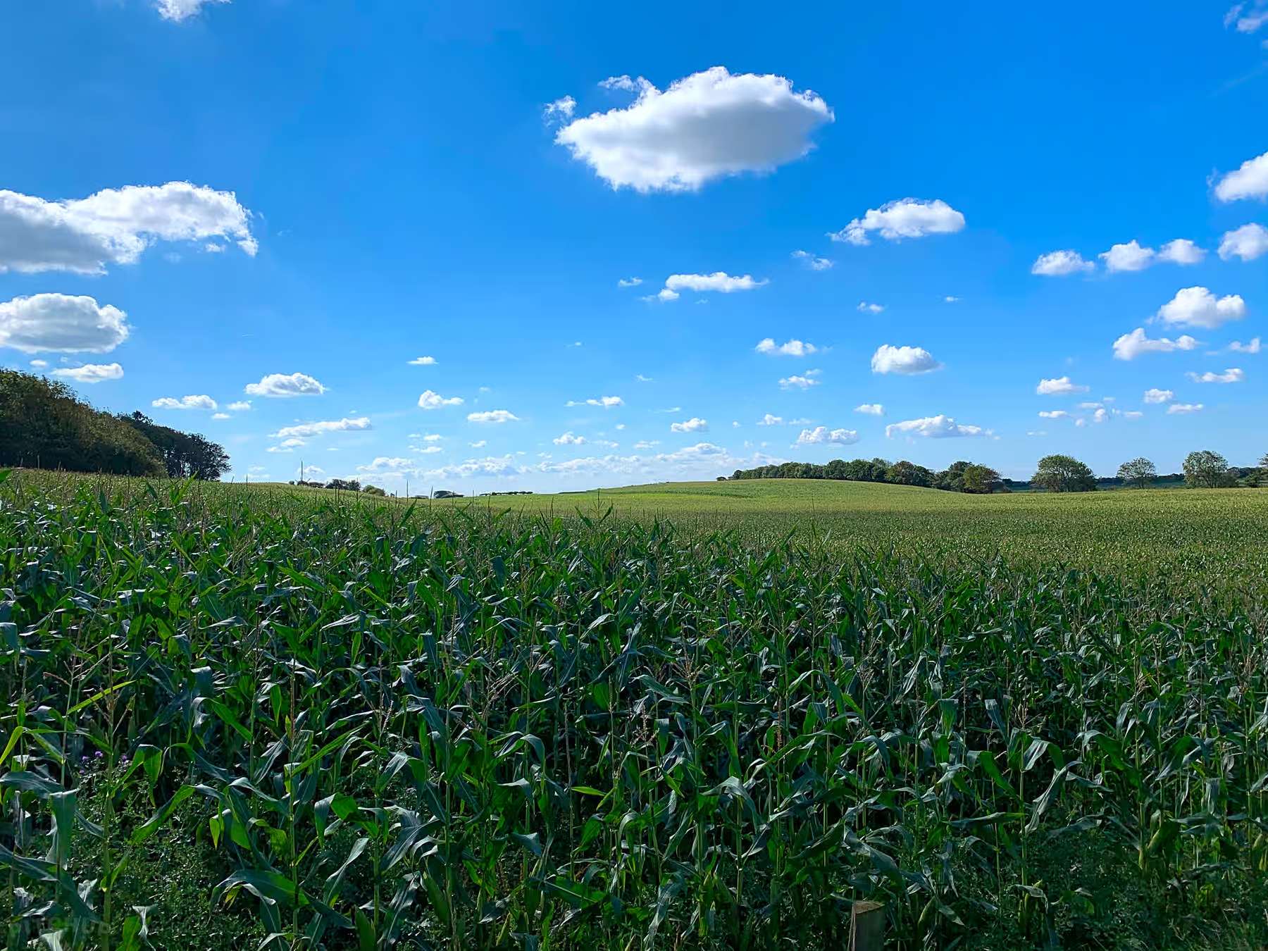 Scenic maize field surrounded by woodland trails and native wildlife at Ashton hall caravan park near Lancashire