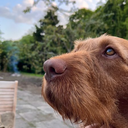Dog-friendly caravan park - beautiful spaniel enjoying the outdoor spaces at Ashton Hall caravan park in Lancashire